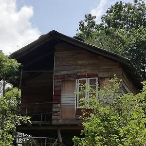 Tree House